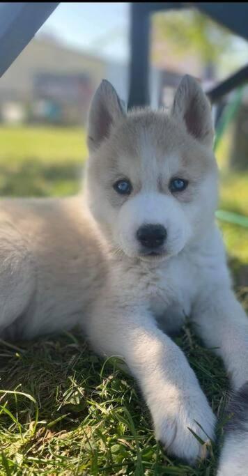 Gite Des Huskys Villa Tonnay-Charente Exterior foto