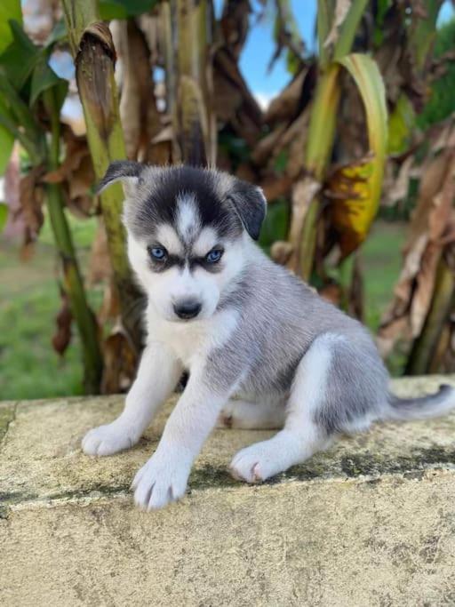 Gite Des Huskys Villa Tonnay-Charente Exterior foto