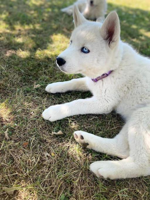 Gite Des Huskys Villa Tonnay-Charente Exterior foto