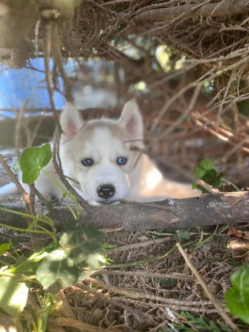 Gite Des Huskys Villa Tonnay-Charente Exterior foto